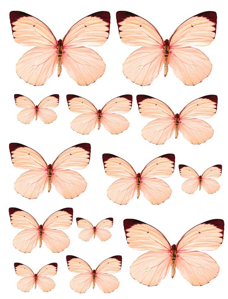 Печать на вафельной бумаге, Набор Бабочки 11